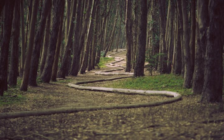 established-path-through-the-trees copy
